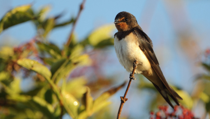 Baulon : un premier "Village pour les <strong>hirondelle</strong>s" en Bretagne